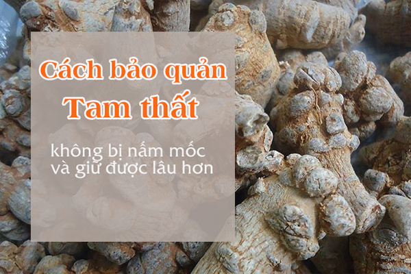 tam thất ngâm rượu tại Bắc Giang 6