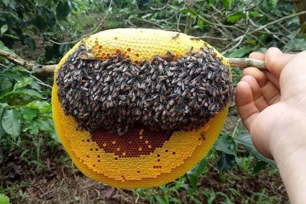 Rượu ngâm tổ ong ruồi 1