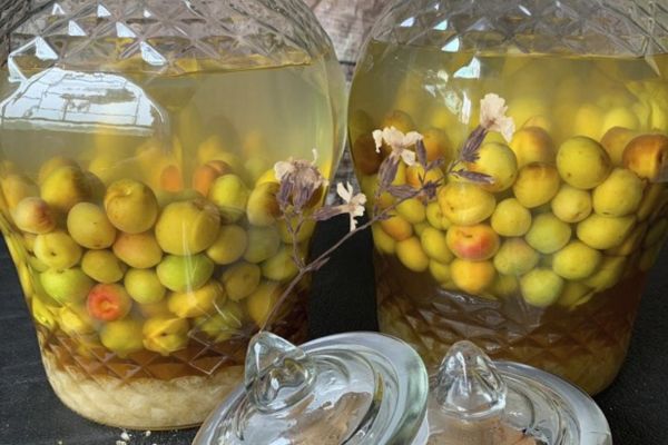 Rượu mơ Umeshu 4