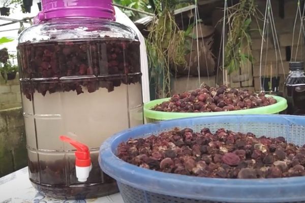Rượu Sim Măng Đen 4 Rượu Sim Măng Đen 4