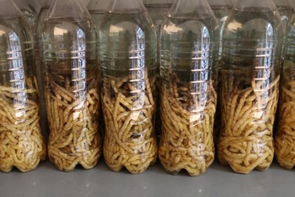 Rượu sâu chít 4