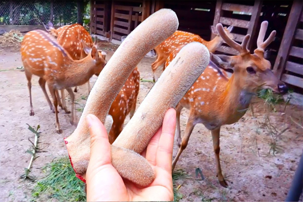 nhung hươu ngâm rượu tại Bắc Giang 1