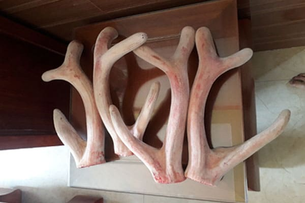 nhung hươu ngâm rượu tại Bắc Giang 4