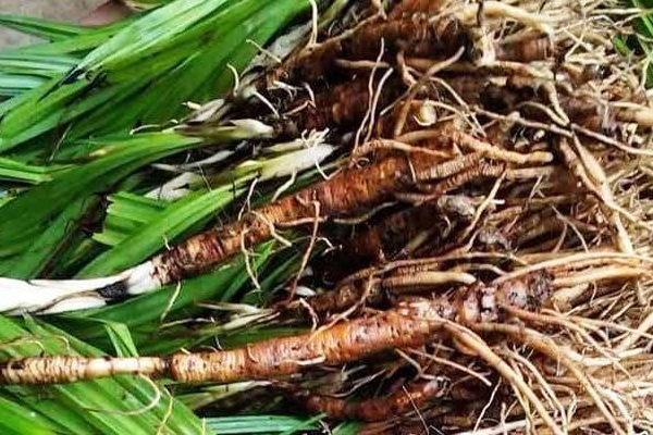 sâm cau ngâm rượu tại Bắc Giang 2