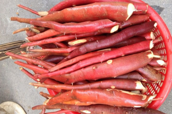 sâm cau ngâm rượu tại Bắc Giang 4