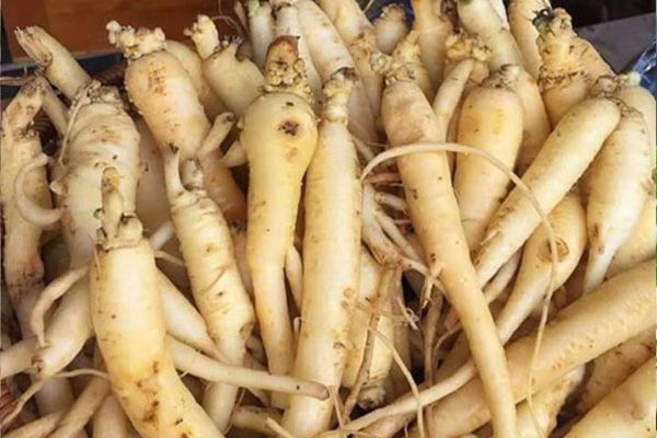 đẳng sâm rừng 5