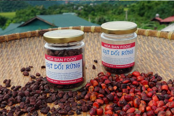 hạt dổi rừng Tây Bắc 3