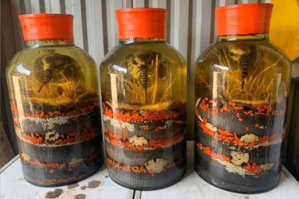 Rượu rắn 3 Rượu rắn 3