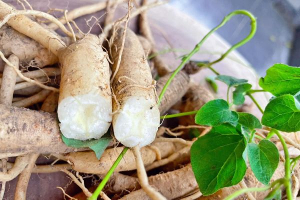 đẳng sâm rừng 5