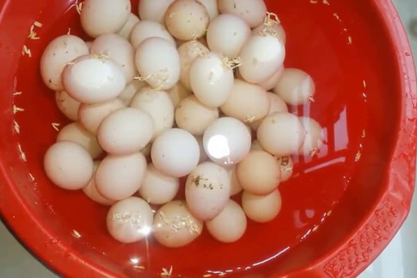 Rượu nếp cái hoa vàng ngâm trứng gà 1